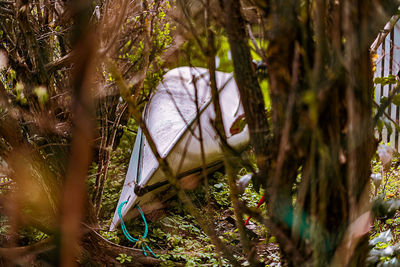 View of a bird in a forest