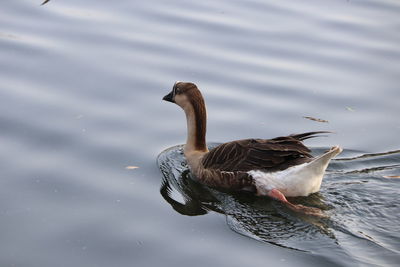 High angle view of duck swimming in lake