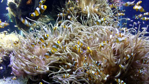 Close-up of fish swimming in sea