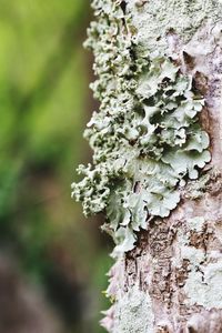 Close-up of lichen growing on tree trunk