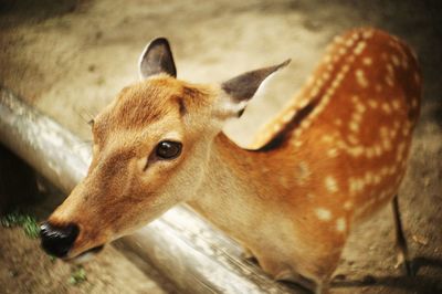 Close-up of deer