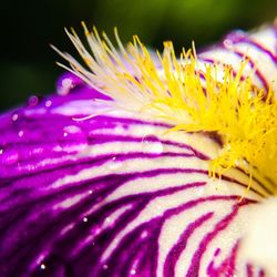 Close-up of yellow flower