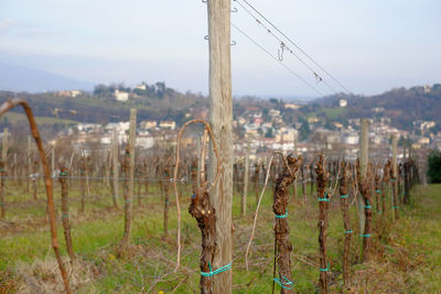 Panoramic view of wooden posts on field against sky