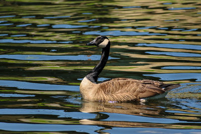 Bird in a lake