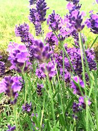 Close-up of purple flowers blooming on field