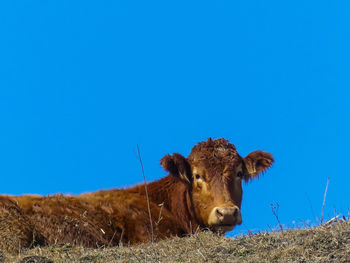 Cows on field against clear blue sky