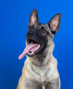 Close-up of a dog over blue background