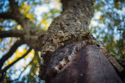 Low angle view of lichen on tree trunk in forest