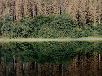 View of pine trees in forest