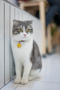 Scottish fold cat with yellow bell are sitting on the floor. selective focus