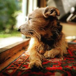 Close-up of dog relaxing on rug at home