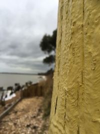 Close-up of tree trunk by sea against sky