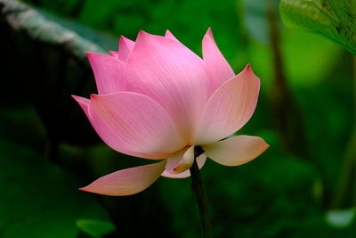 Pink lotus in the pond very fresh eyes when looking.