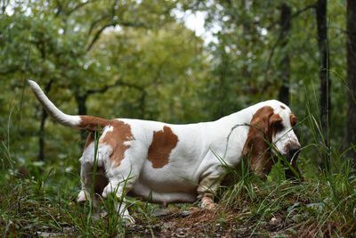 Side view of a dog on field