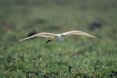 Bird flying over field