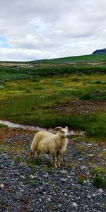 Sheep grazing on field against sky