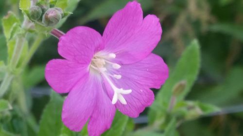 Close-up of pink flower blooming outdoors