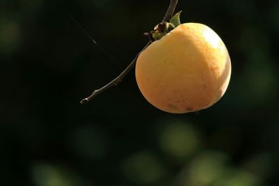 Close-up of plant against blurred background