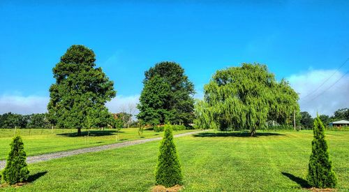 Trees on field against blue sky