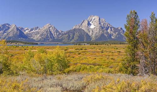 Fall colors with mt moran in grand tetons national park in wyoming