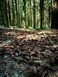 Trees growing in forest