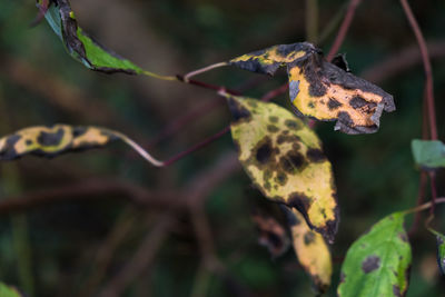 Close-up of lizard on plant