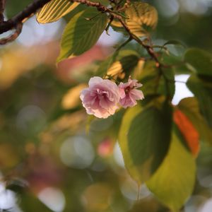 Close-up of pink flowers