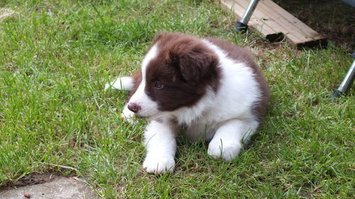 Dog on field