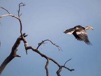 Low angle view of eagle flying against clear sky