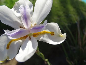 Close-up of flower blooming outdoors