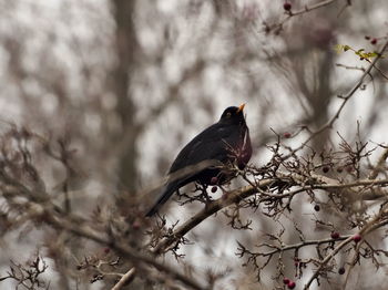 Blackbird on a branch.  common blackbird, turdus merula.