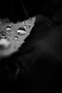 High angle view of raindrops on leaves