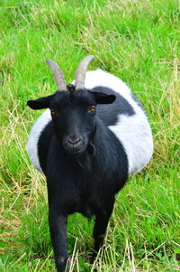 Close-up of black cat on grassy field