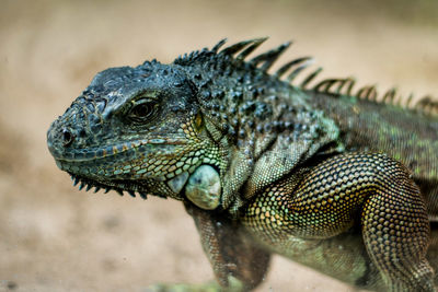 Close-up of lizard