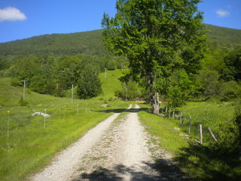 Road amidst trees against sky