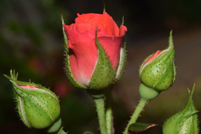 Close-up of red flower bud