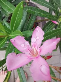 Close-up of wet pink flowering plant