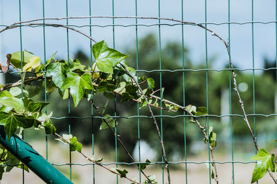 Close-up of chainlink fence against plants