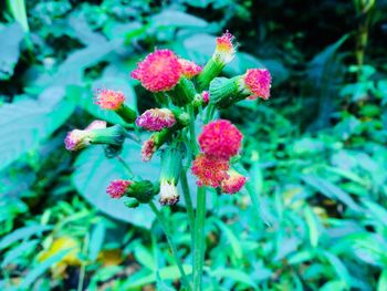 Close-up of flower growing on tree