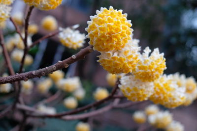 Close-up of yellow flower blooming on tree