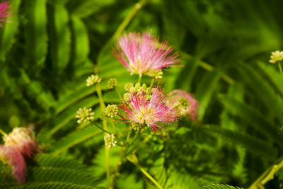 Close-up of pink flowering plant
