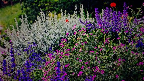 Purple flowers blooming outdoors