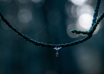 Single few drop hanging from a twig with attached spiderweb, bokeh background
