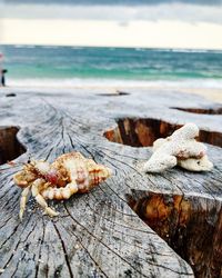 Close-up of shells on beach