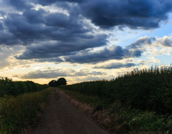 Road amidst plants against sky during sunset