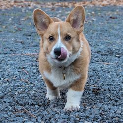 Portrait of dog standing on field
