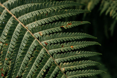 Green fern leaves texture close-up natural background