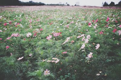 Flowers growing in field