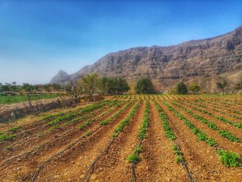 Scenic view of field against clear sky