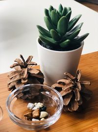 Close-up of succulent plant on table